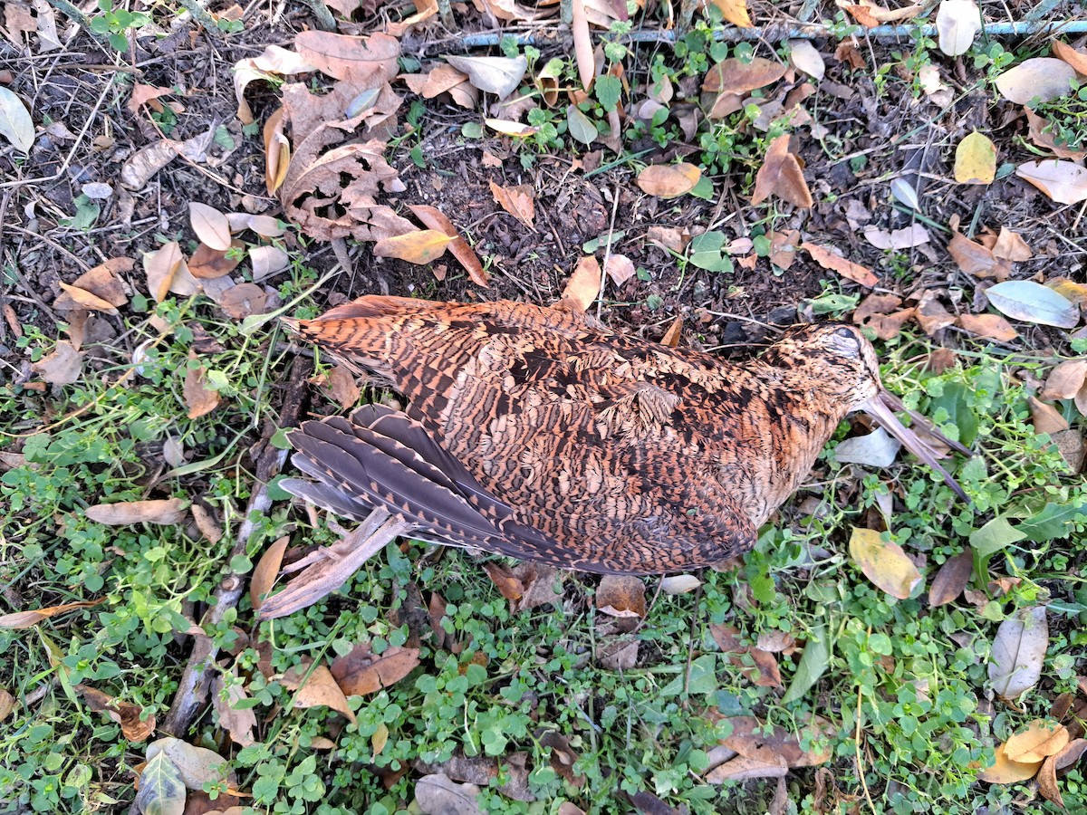 Eurasian Woodcock - ML644987026