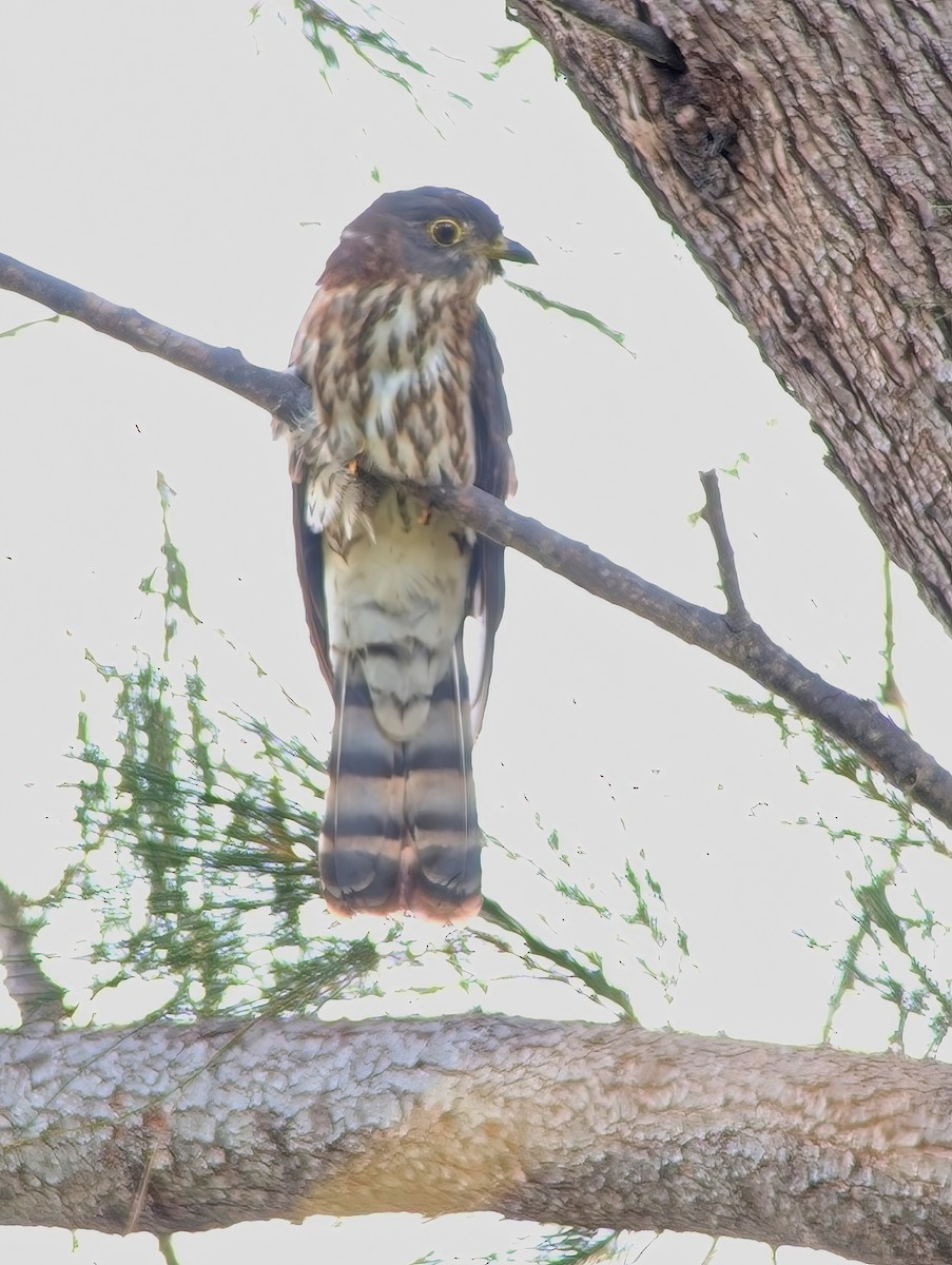 Hodgson's Hawk-Cuckoo - ML644987047