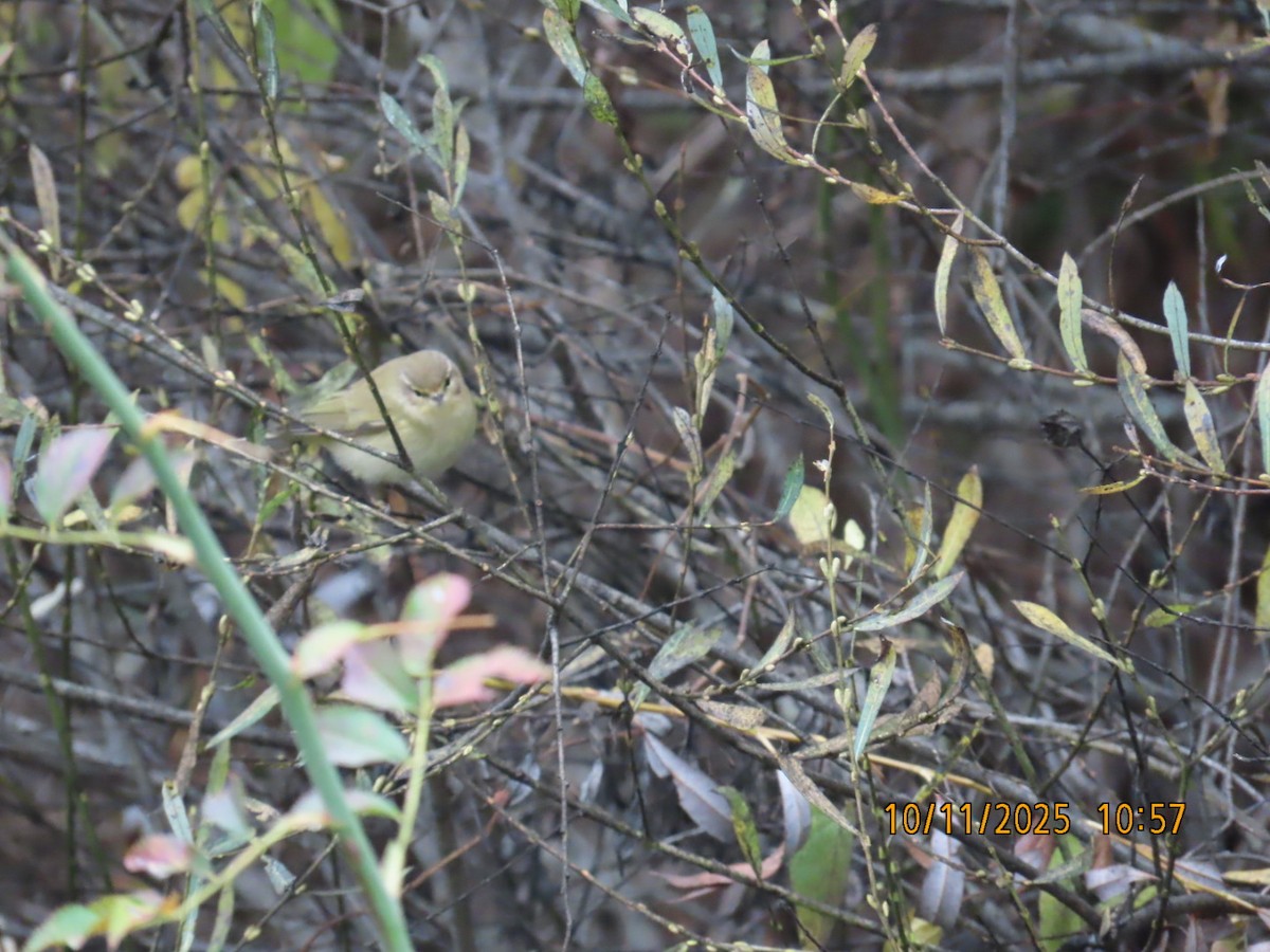 Common Chiffchaff - ML644987074