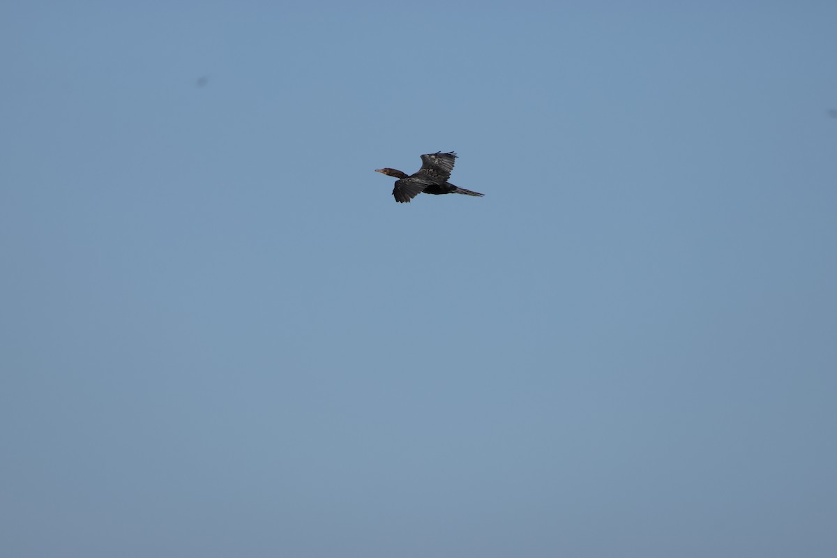 kormorán dlouhoocasý - ML644987076