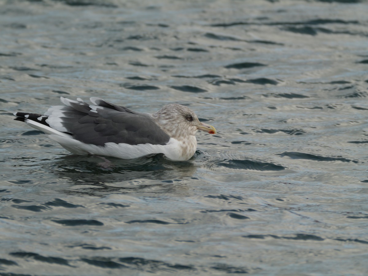Slaty-backed Gull - ML644987087