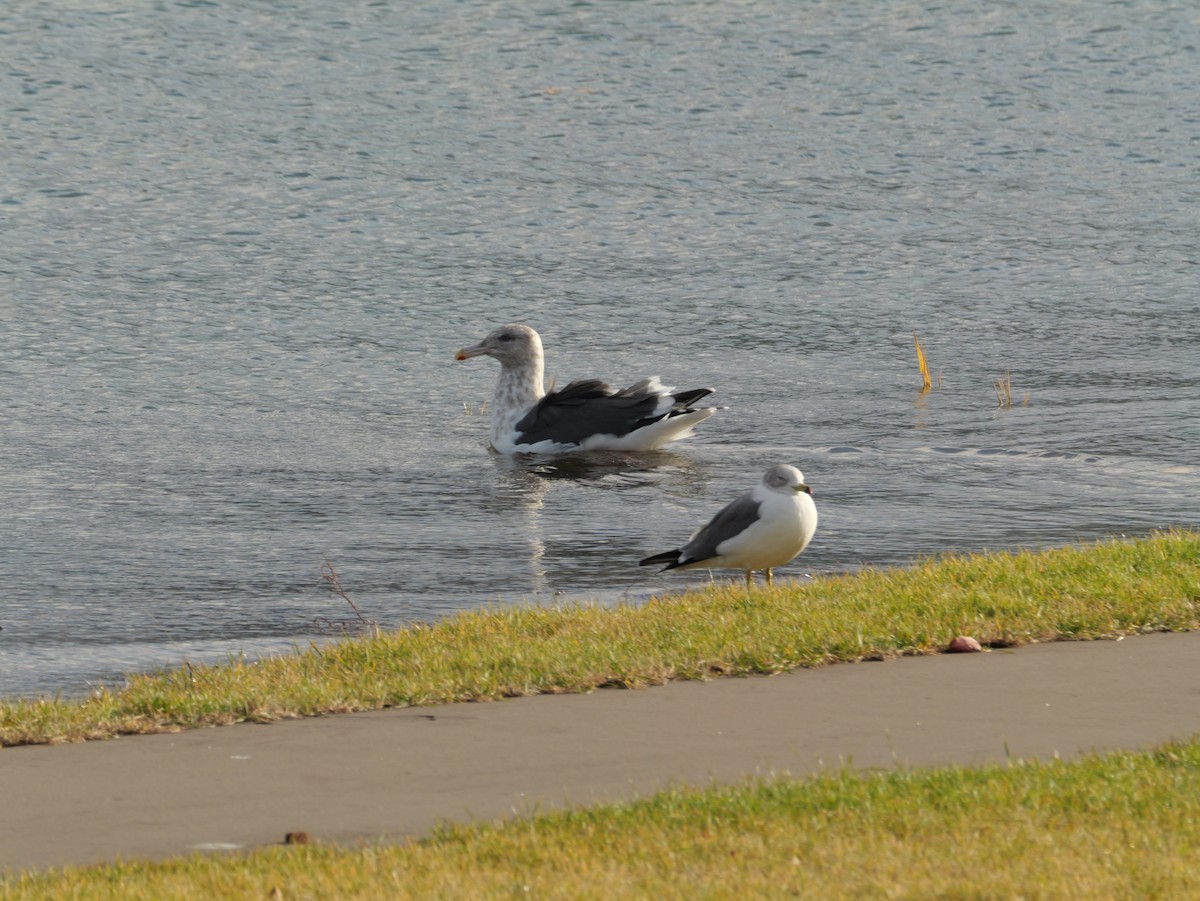 Slaty-backed Gull - ML644987088