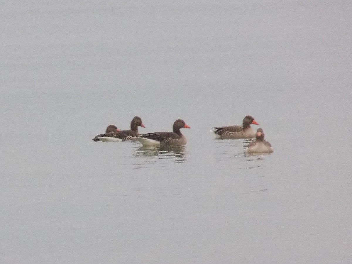 Oca selvatica - ML644987089