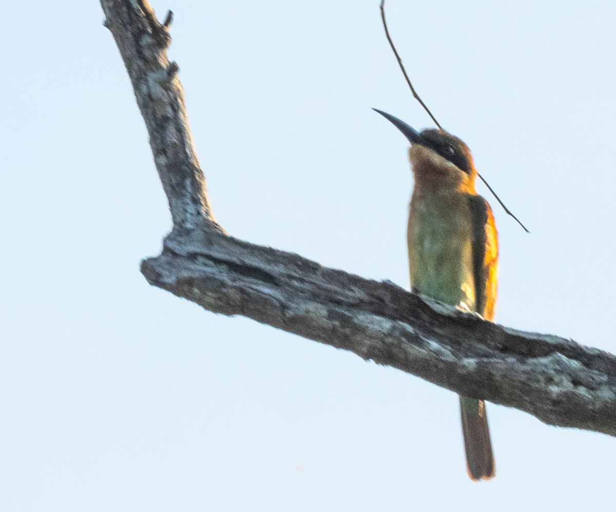 Blue-tailed Bee-eater - ML644987092