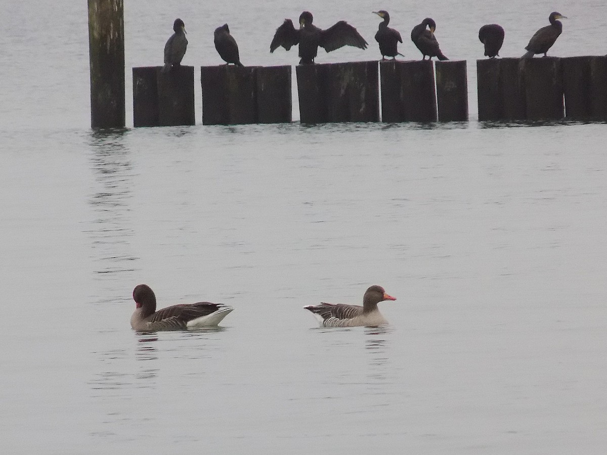 Oca selvatica - ML644987094