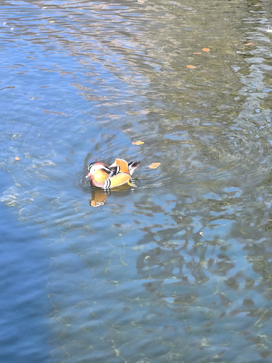 Mandarinente - ML644987095