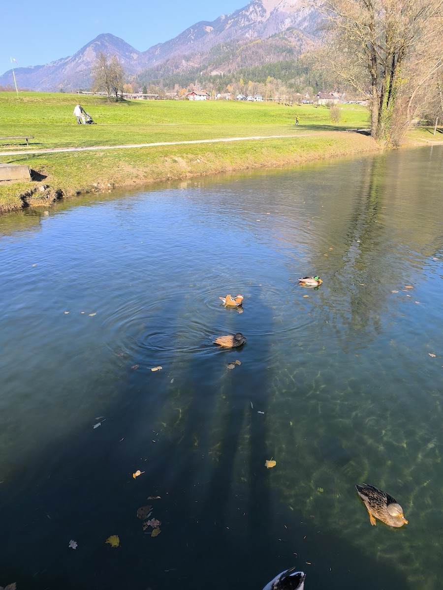 Mandarinente - ML644987096