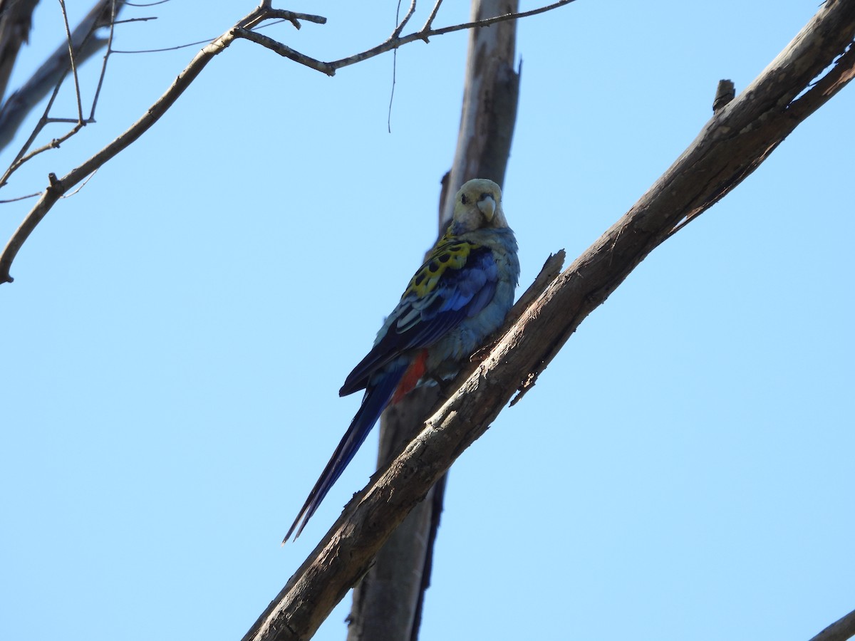 Pale-headed Rosella - ML644987109