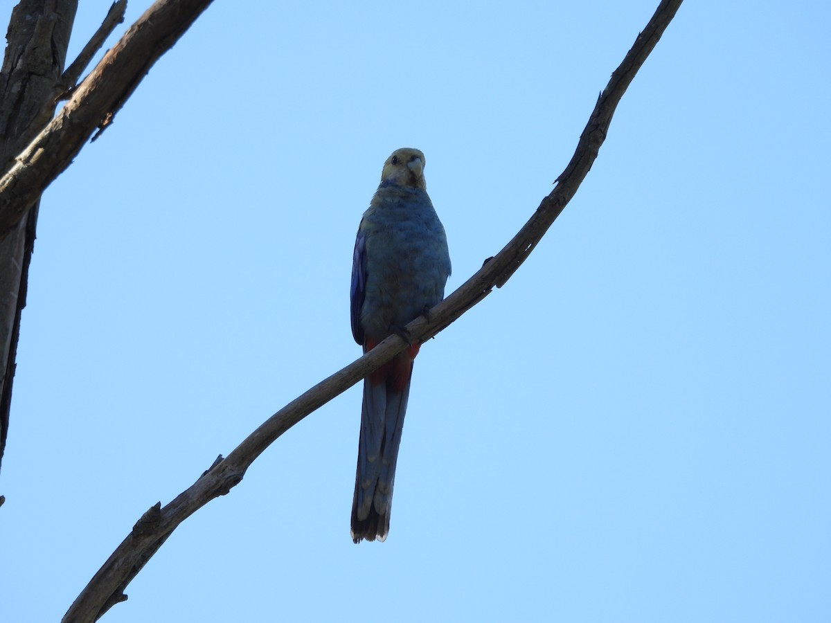 Pale-headed Rosella - ML644987112