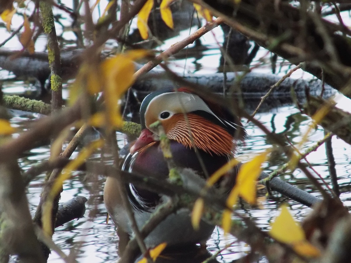 Mandarinente - ML644987113