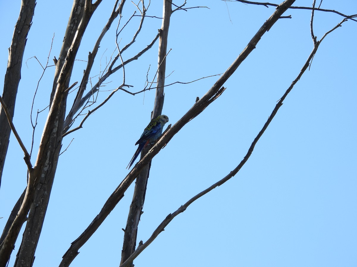 Pale-headed Rosella - ML644987115