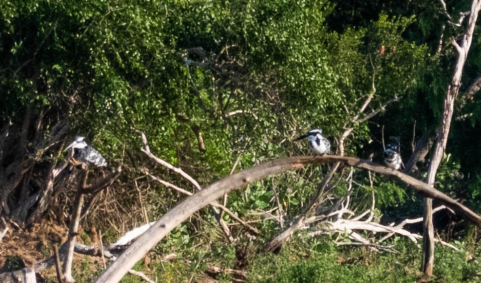 Pied Kingfisher - ML644987118
