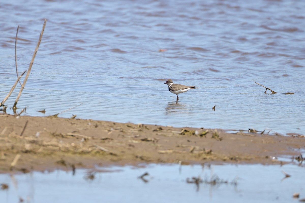 Three-banded Plover - ML644987122