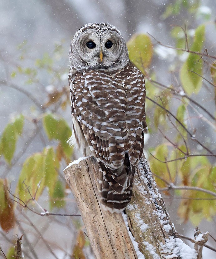 Barred Owl - ML644987153