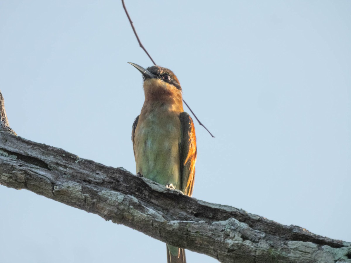 Blue-tailed Bee-eater - ML644987164