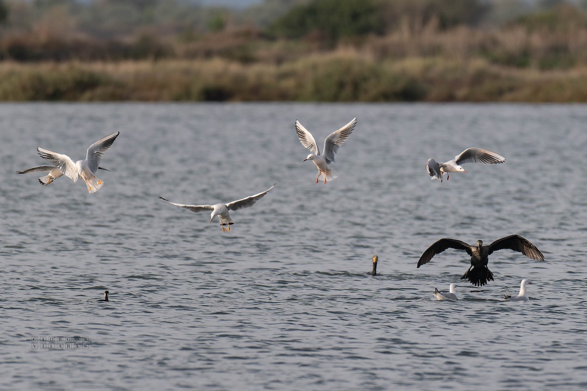 Slender-billed Gull - ML644987166