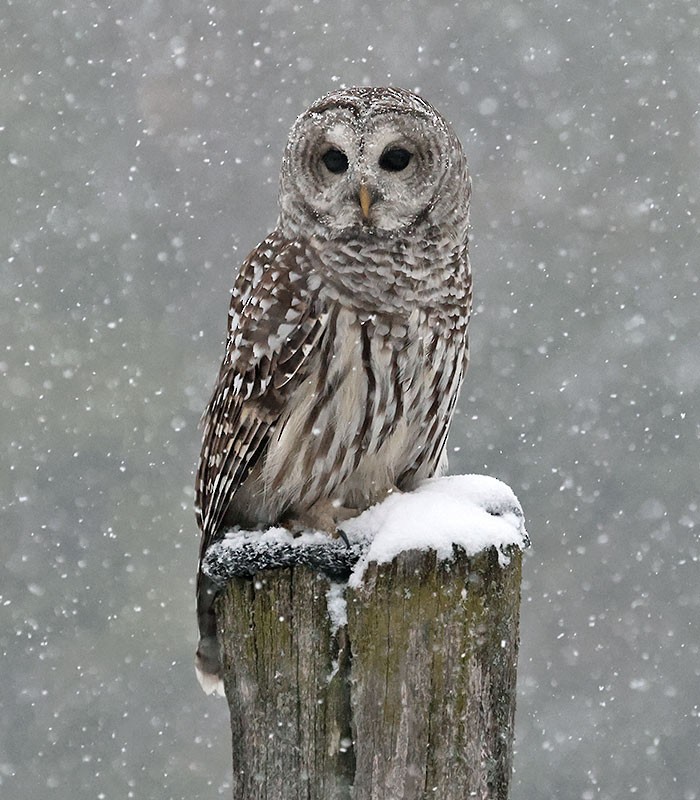 Barred Owl - ML644987168