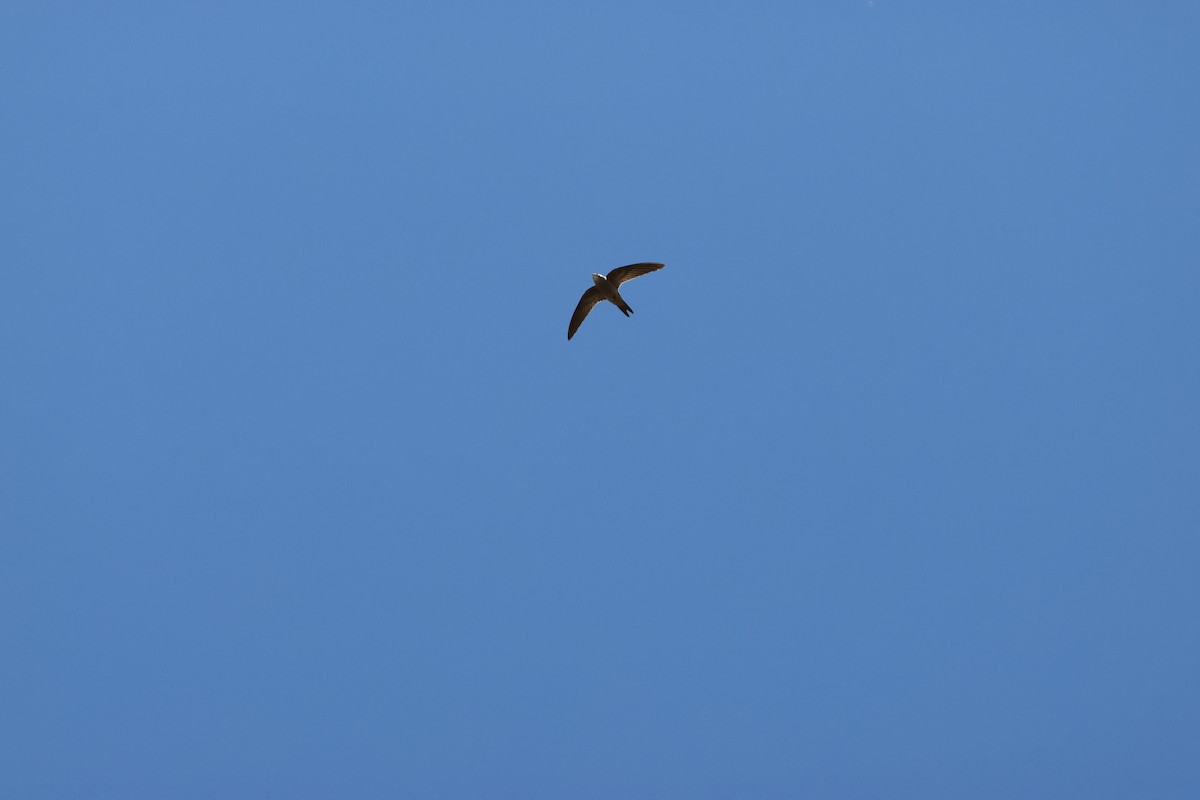 Bradfield's Swift - ML644987169