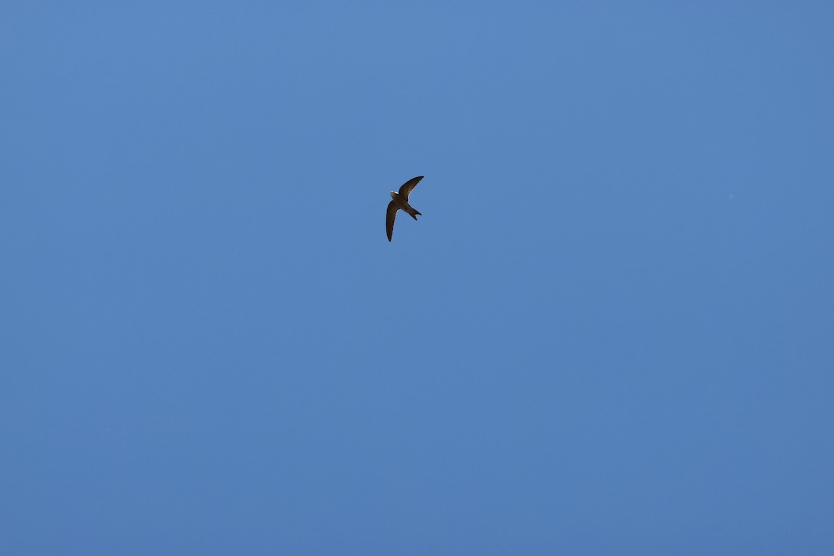 Bradfield's Swift - ML644987170