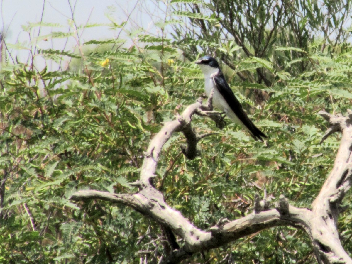 White-rumped Swallow - ML644987185