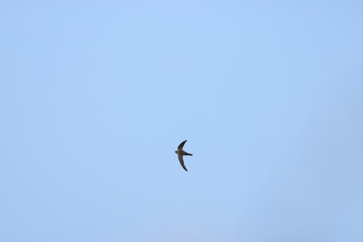 Bradfield's Swift - ML644987194