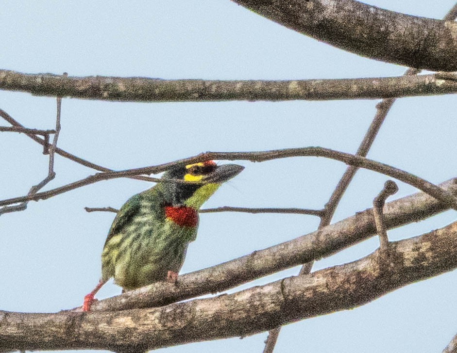 Coppersmith Barbet - ML644987198