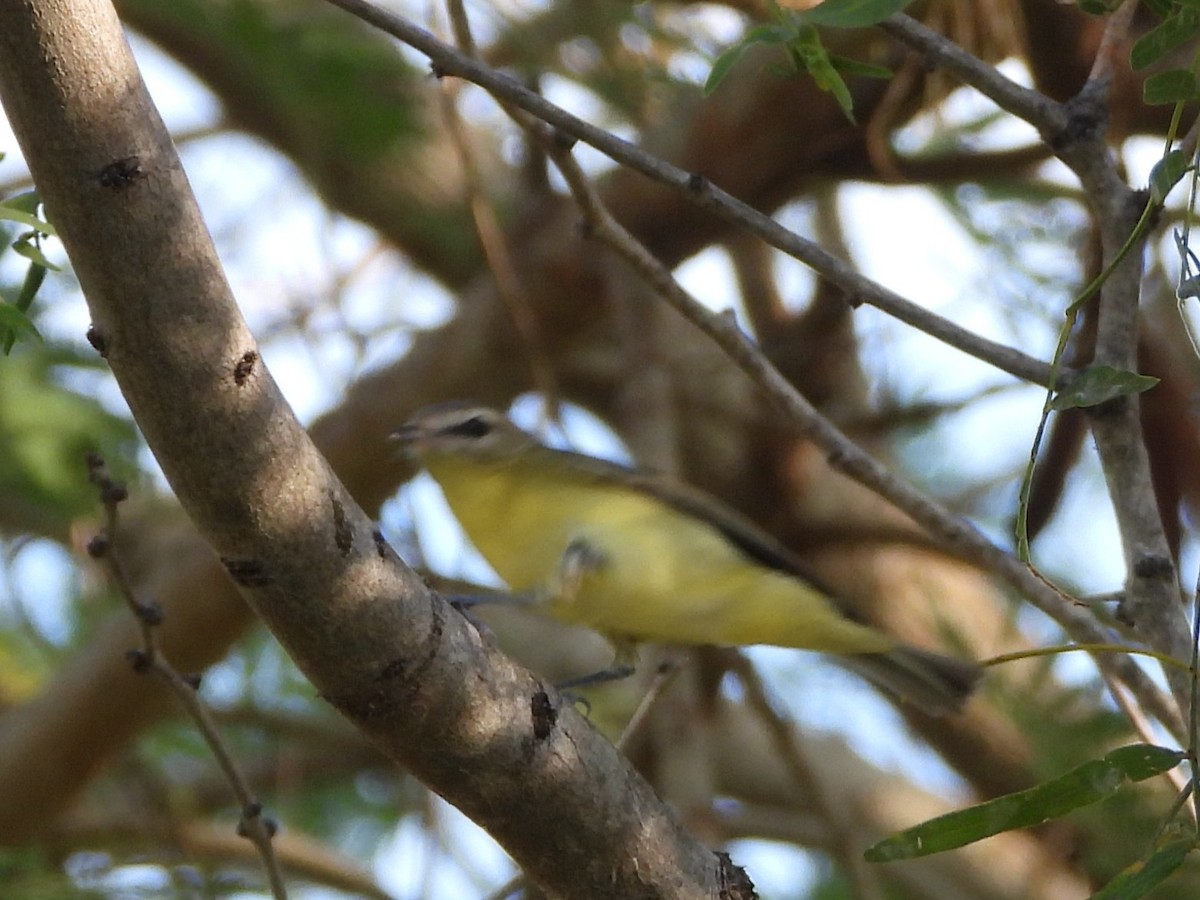 Philadelphia Vireo - ML644987200