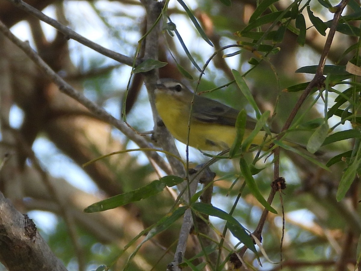 Philadelphia Vireo - ML644987202