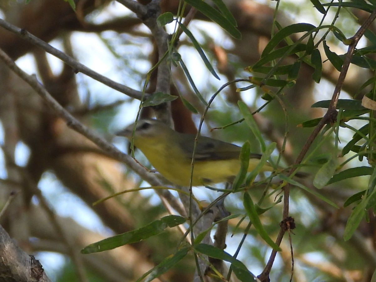 Philadelphia Vireo - ML644987203
