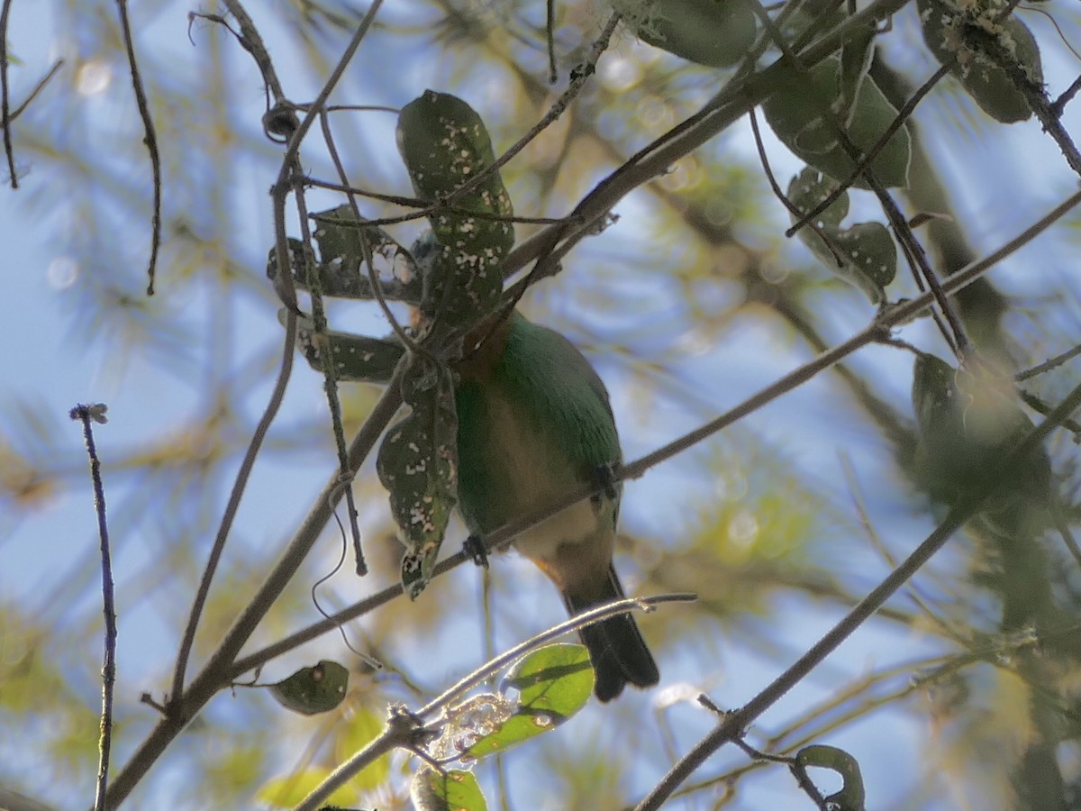 Tangara de Desmarest - ML644987207