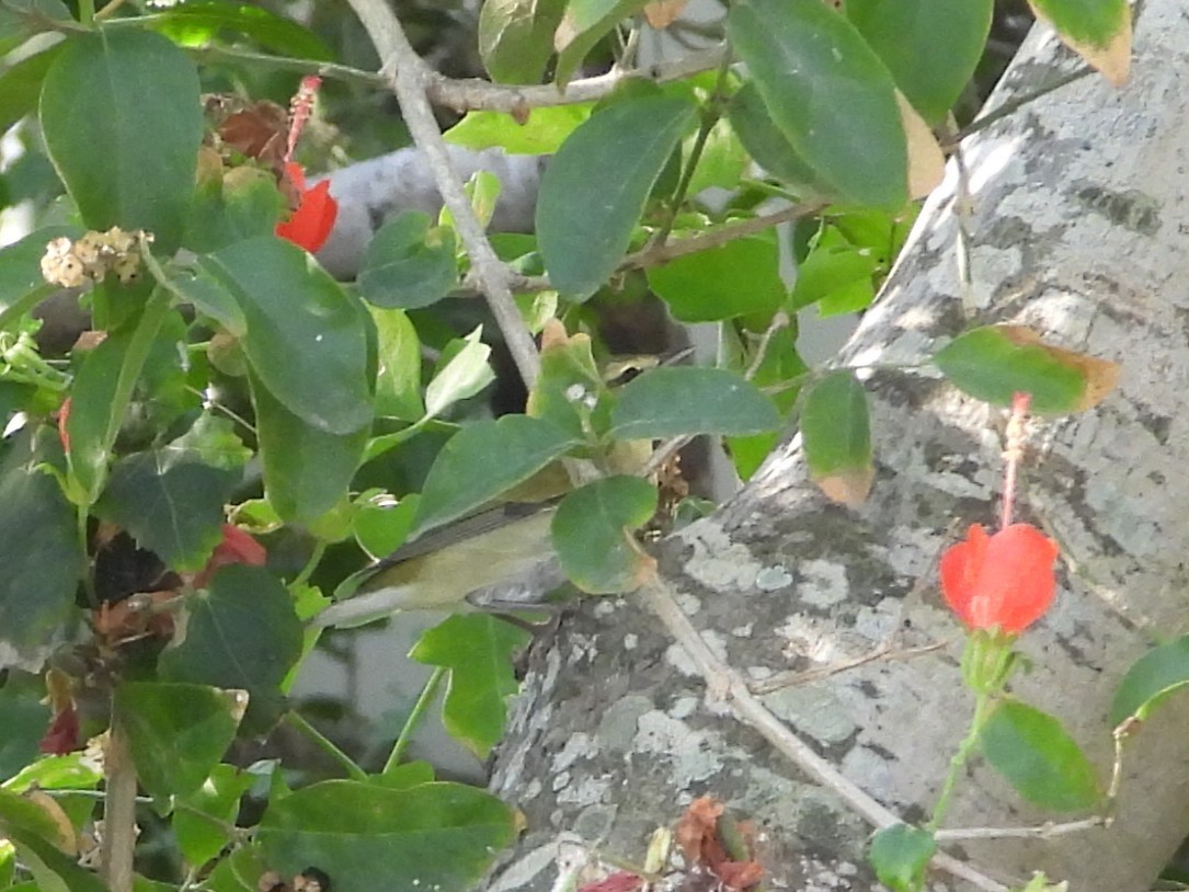 Tennessee Warbler - ML644987211