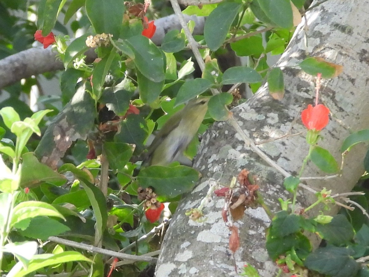 Tennessee Warbler - ML644987212