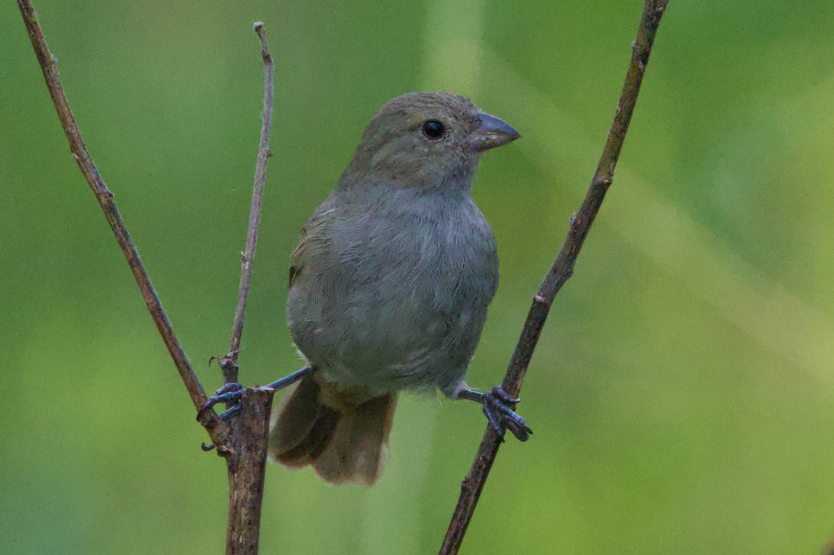 Barbados Bullfinch - ML644987214