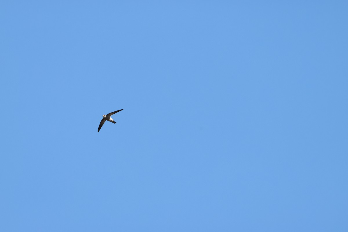 Bradfield's Swift - ML644987218