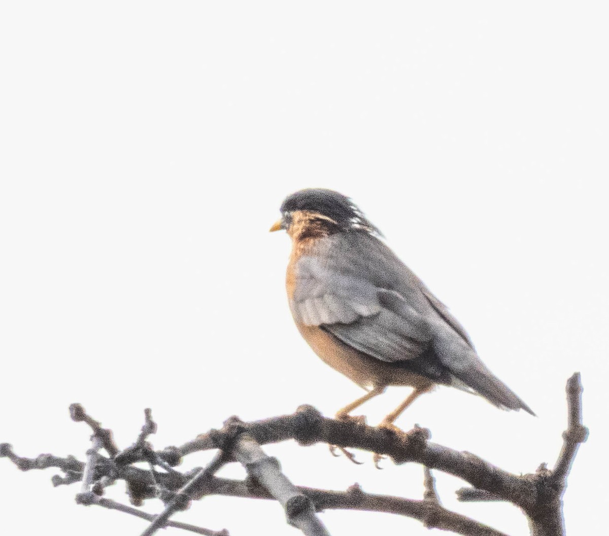 Brahminy Starling - ML644987222