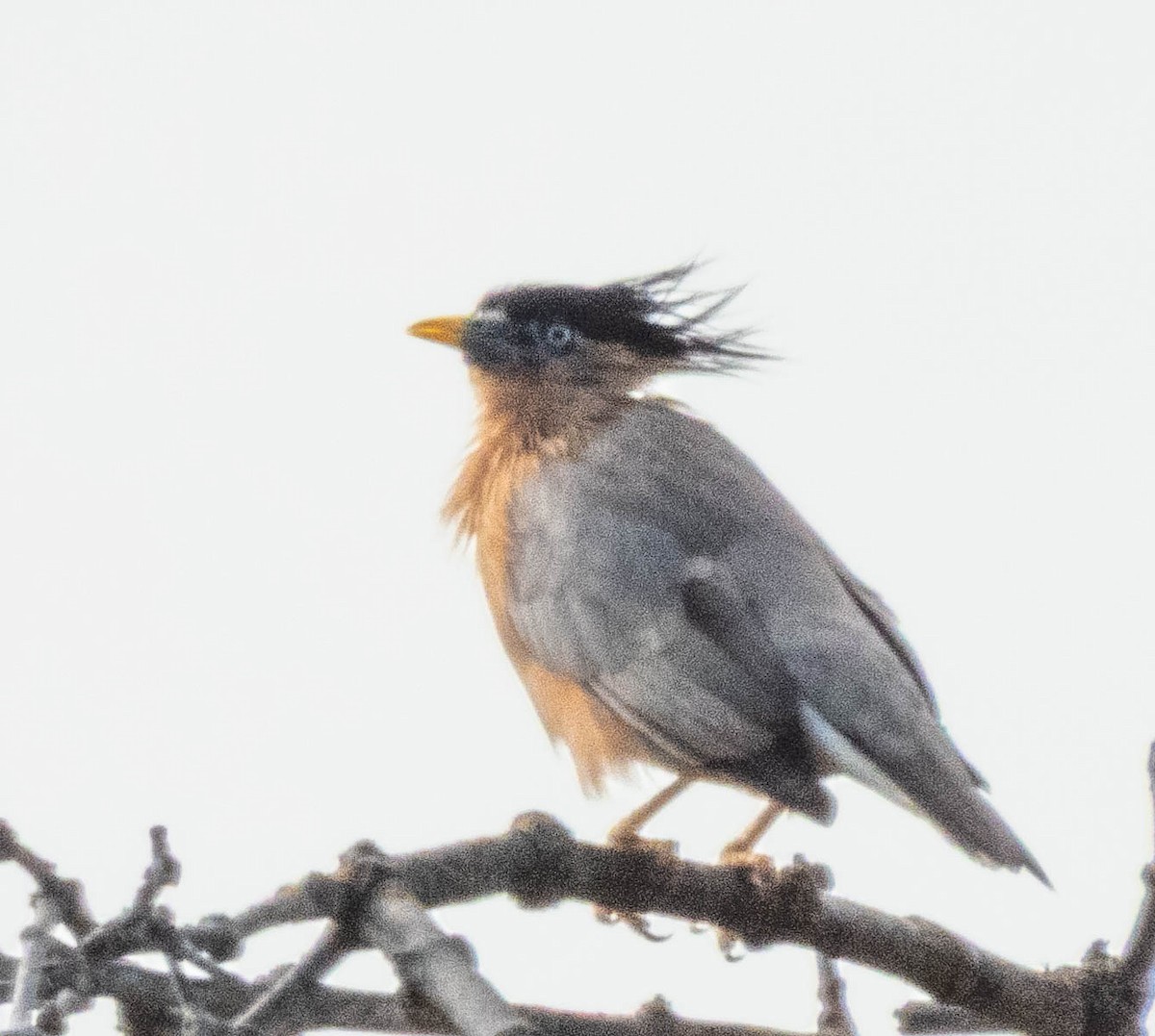 Brahminy Starling - ML644987223