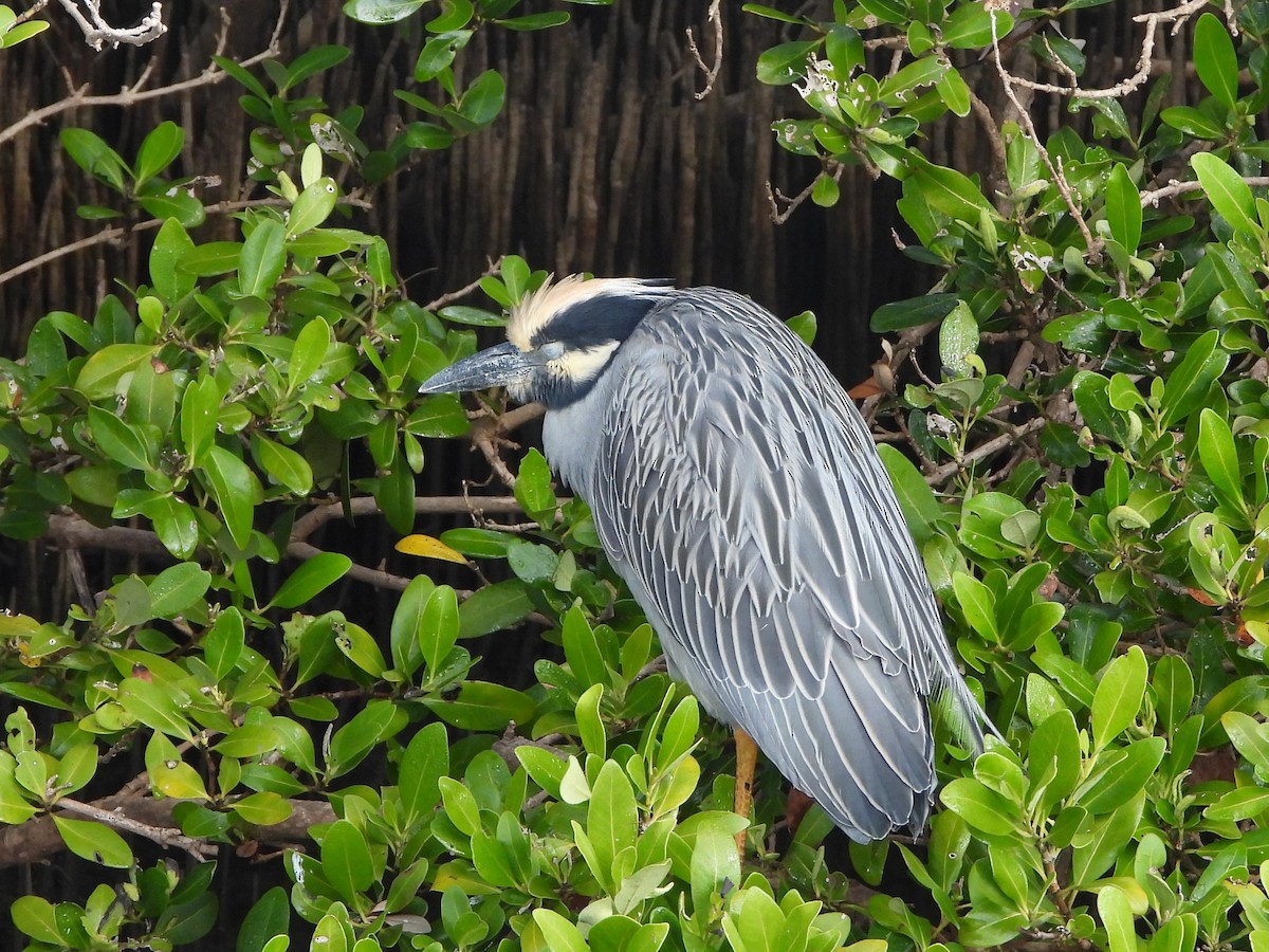 Yellow-crowned Night Heron - ML644987226