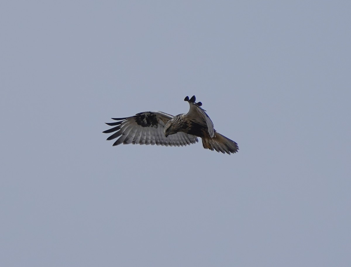 Poiana calzata - ML644987258