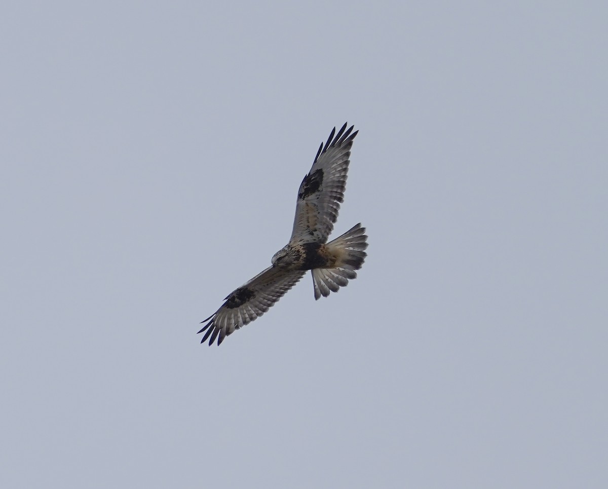 Poiana calzata - ML644987261