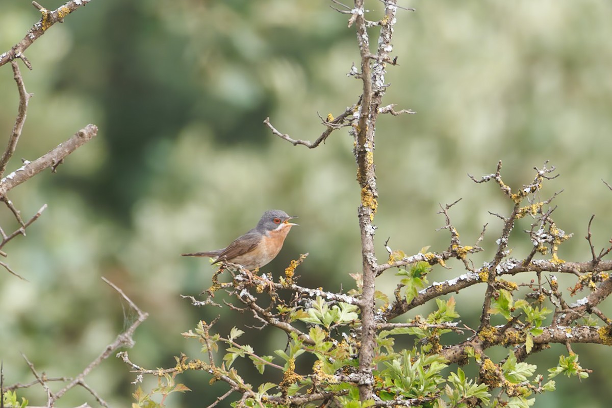 Fauvette passerinette - ML644987263