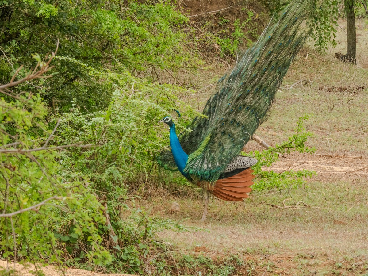 Indian Peafowl - ML644987265