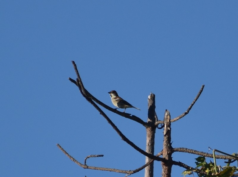 山麻雀 - ML644987272