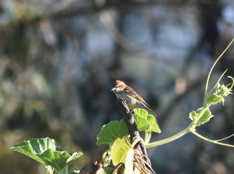 山麻雀 - ML644987273