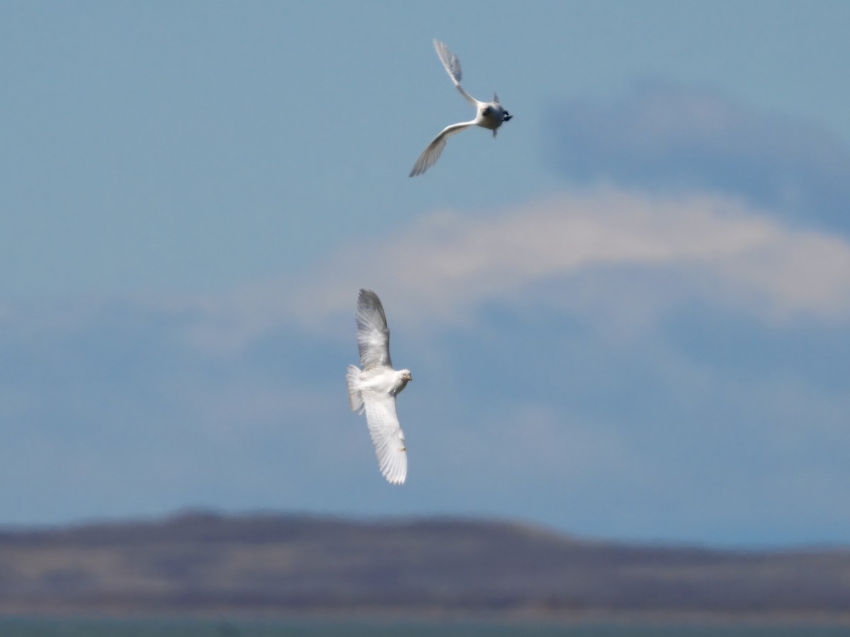Snowy Sheathbill - ML644987295