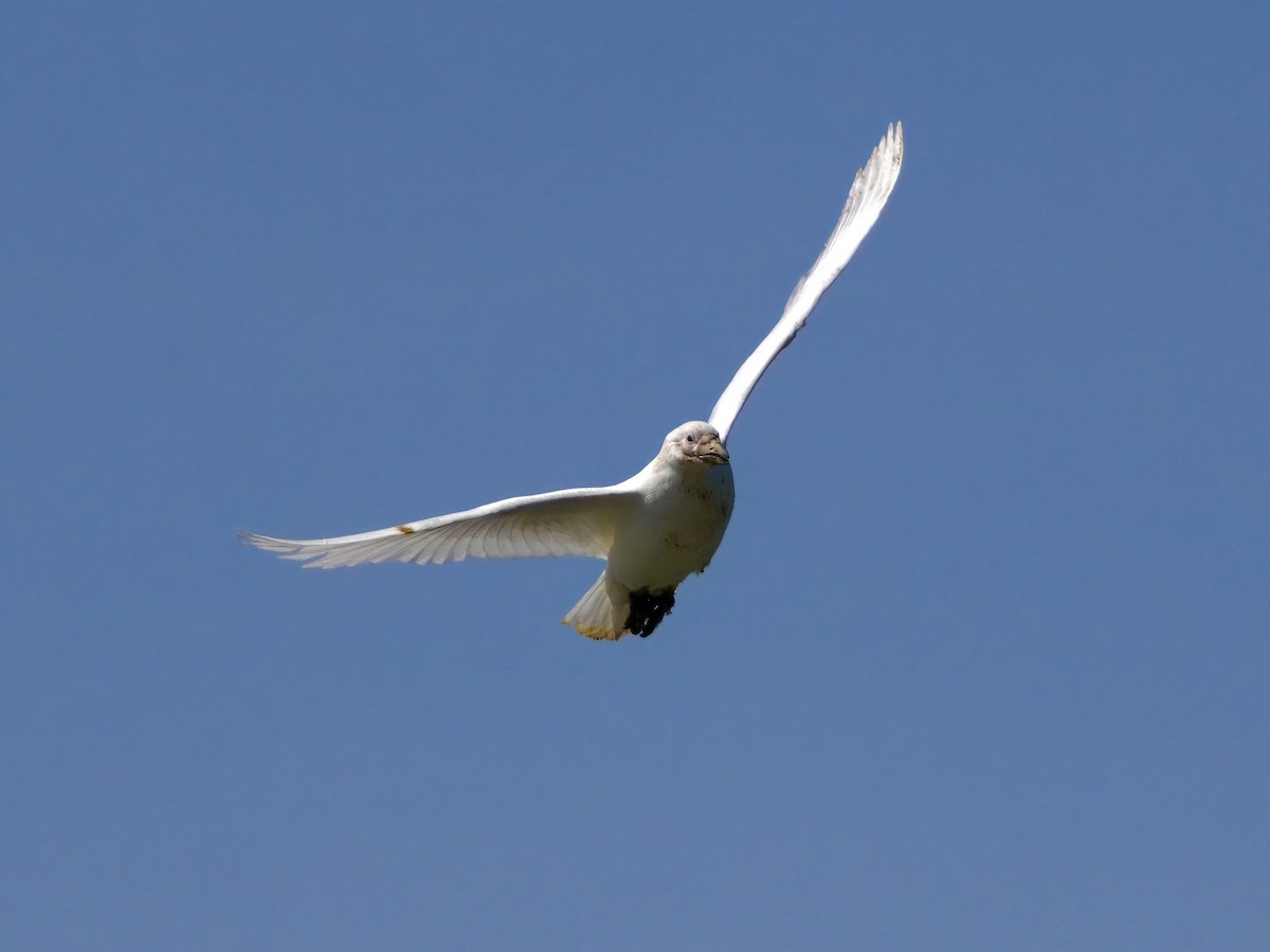 Snowy Sheathbill - ML644987296