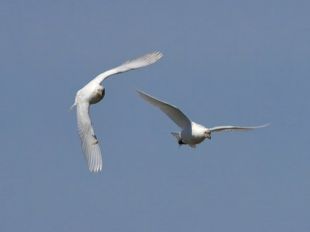 Snowy Sheathbill - ML644987297