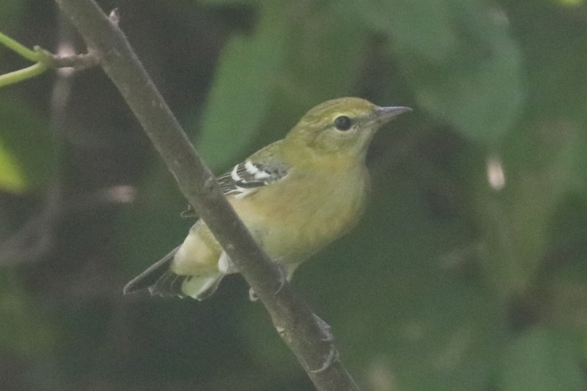 Bay-breasted Warbler - ML644987304