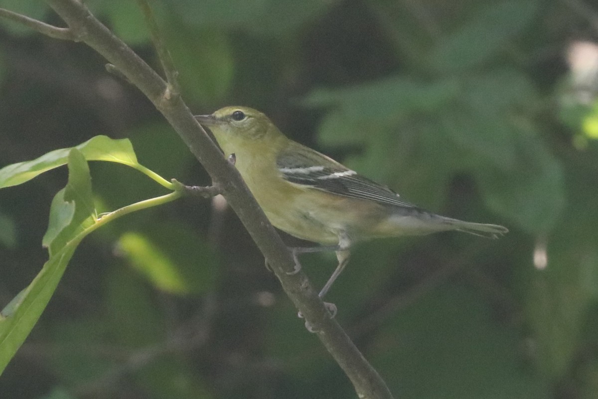 Bay-breasted Warbler - ML644987305