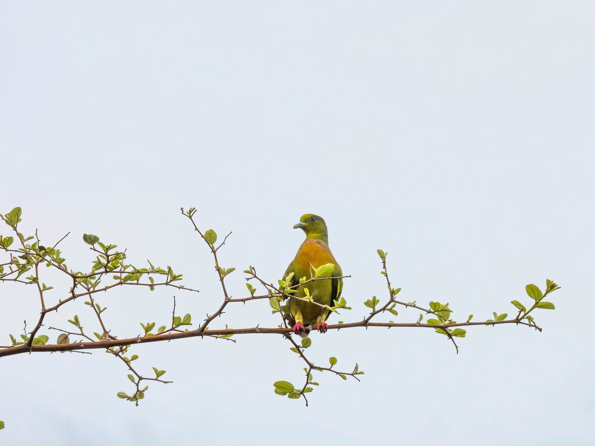 Orange-breasted Green-Pigeon - ML644987308