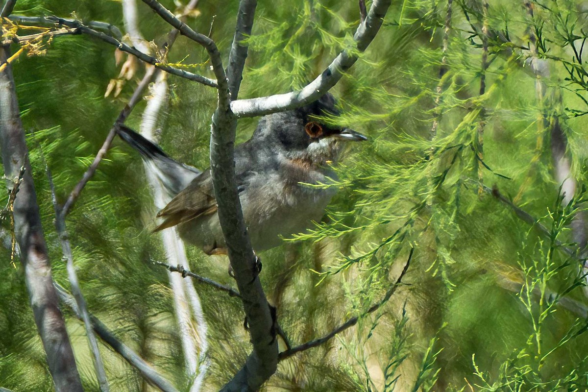 Menetries's Warbler - ML644987324